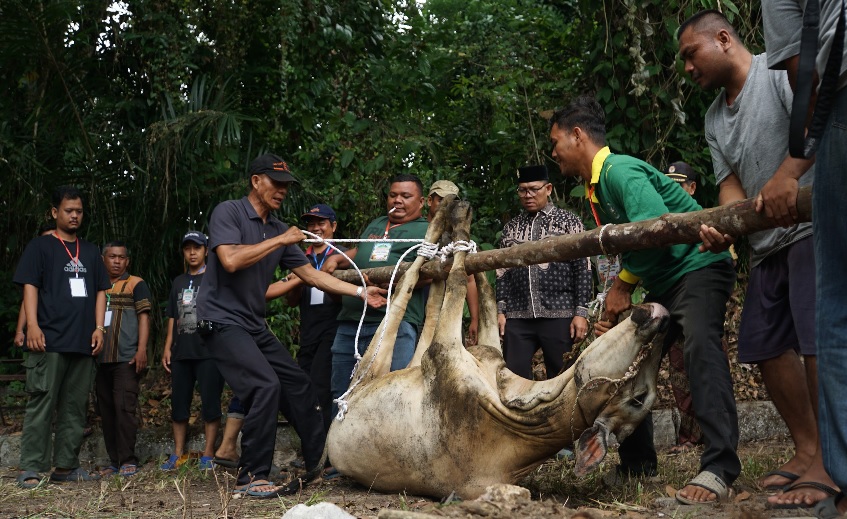 Unilak Lakukan Penyembelihan Hewan Kurban, Ibadah Idul Adha 1446H  Terus Terjaga  ?